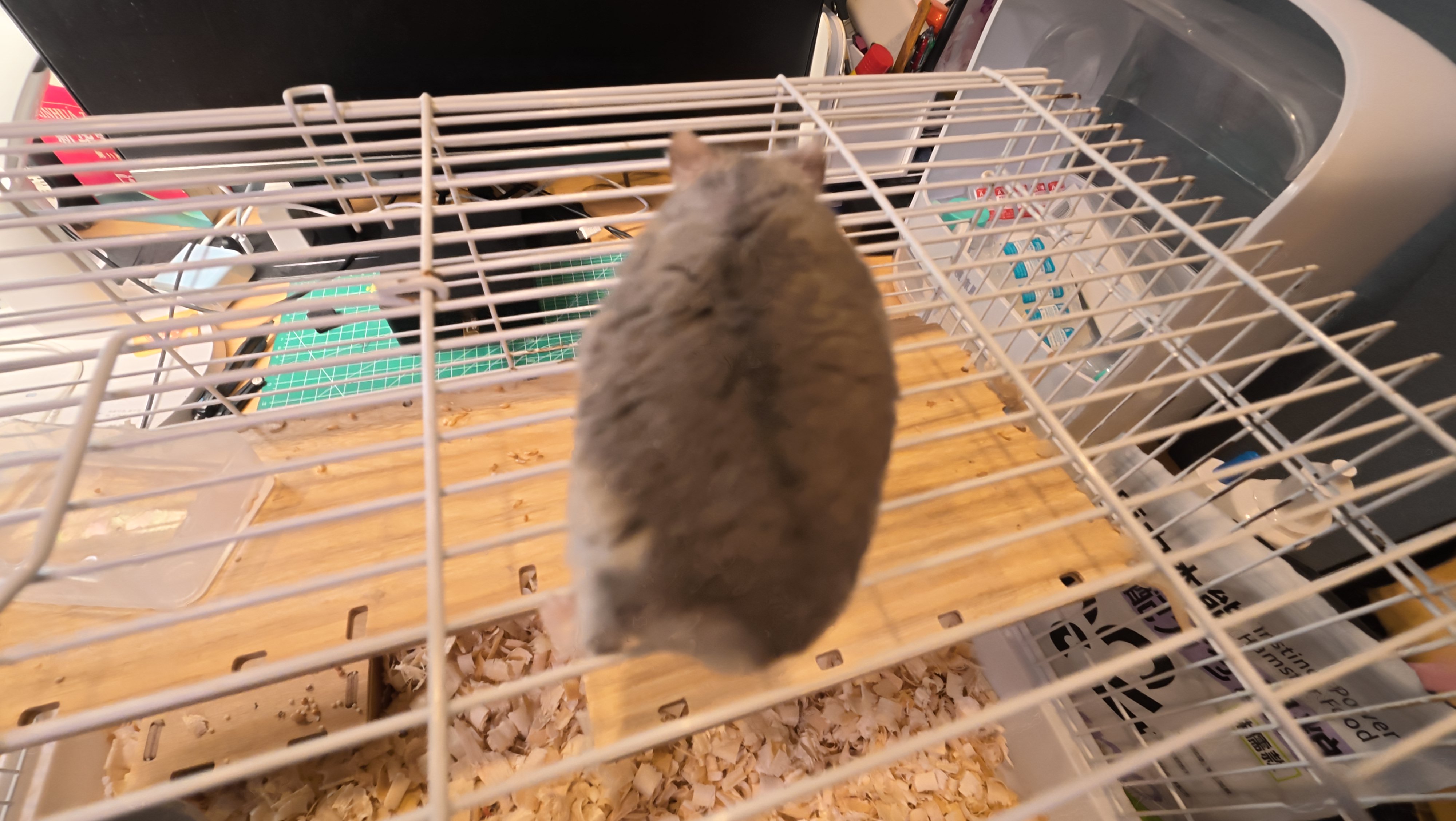 鼠条照片1