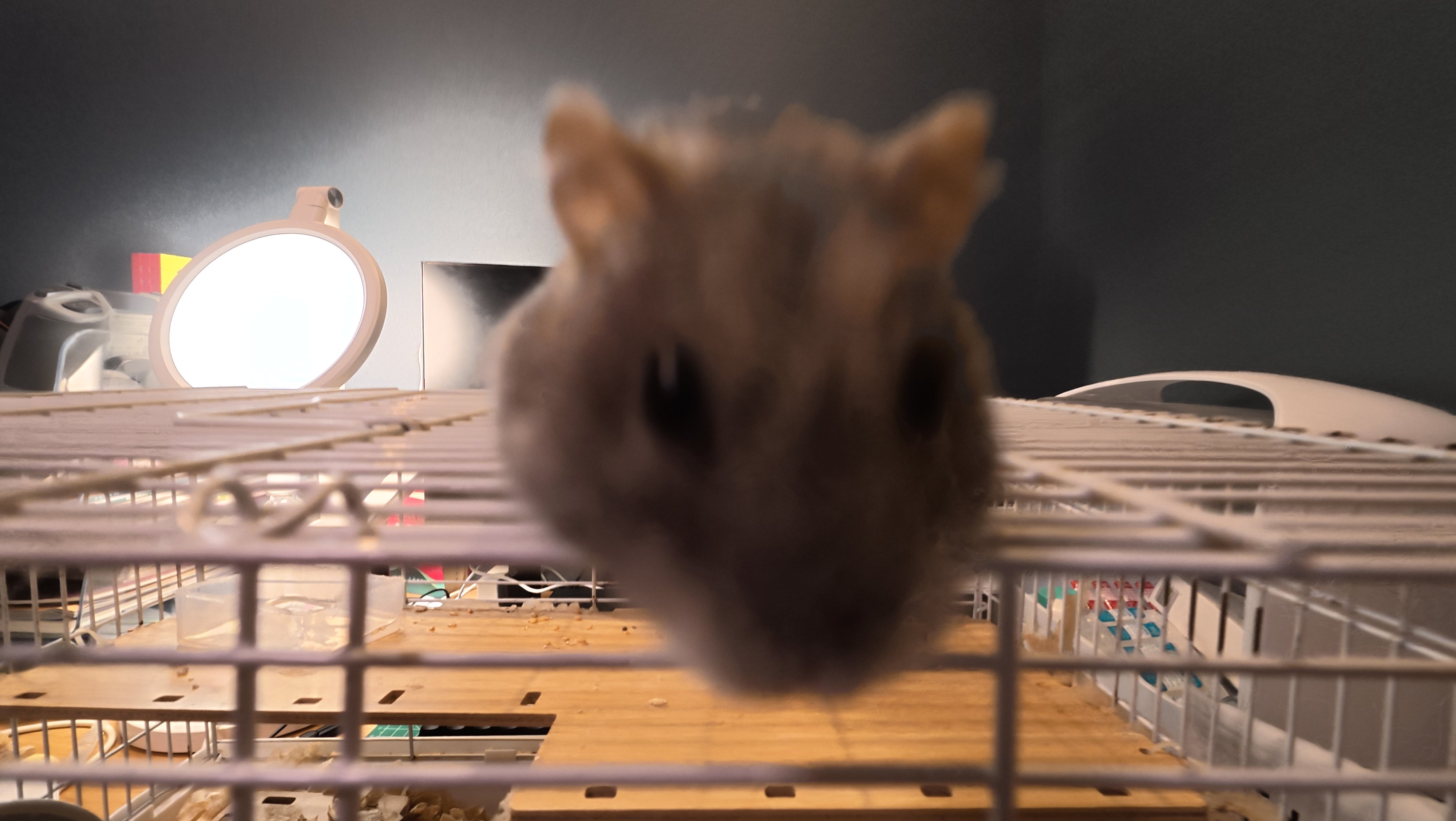 鼠条照片7