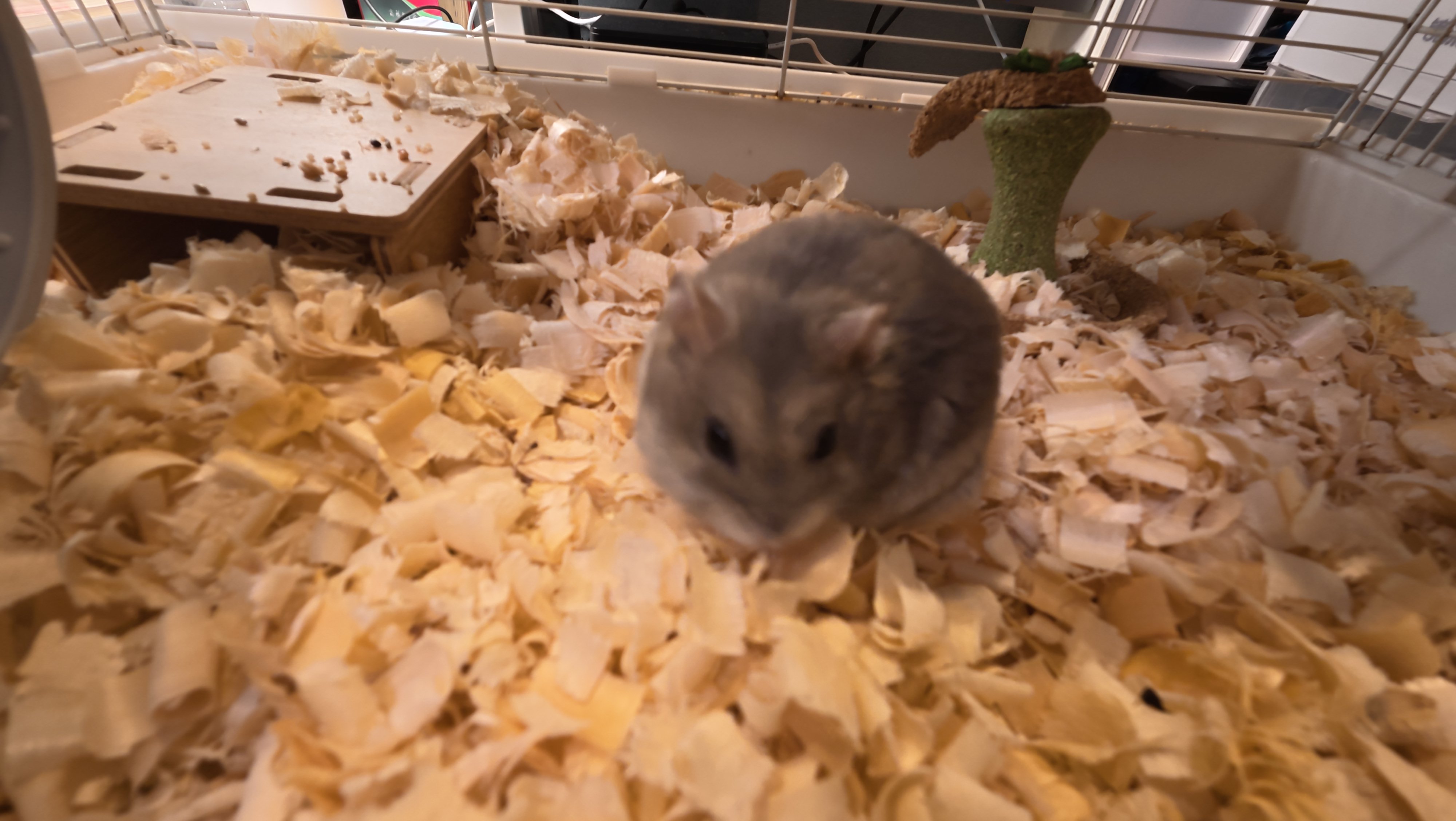 鼠条照片8