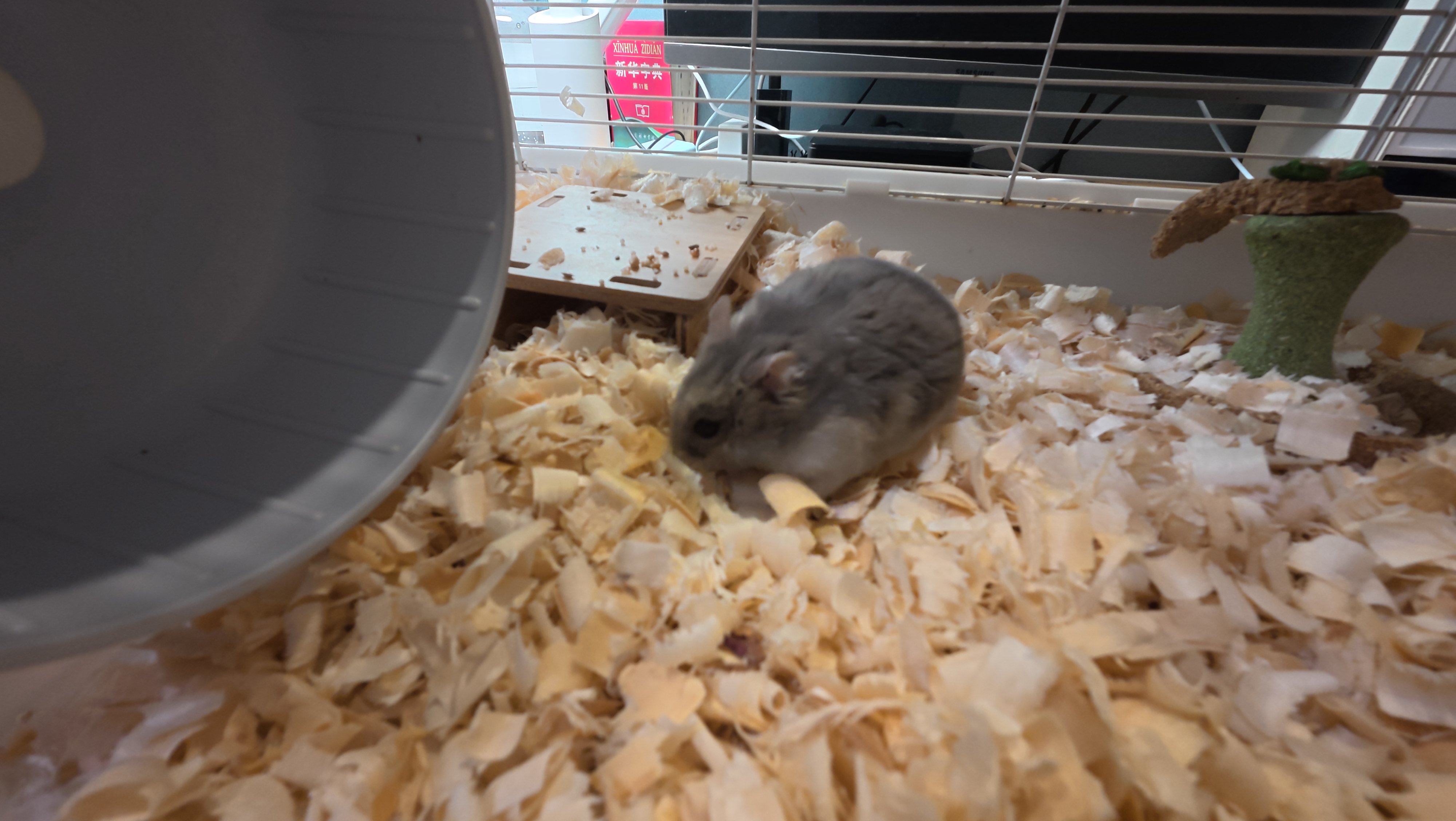 鼠条照片10
