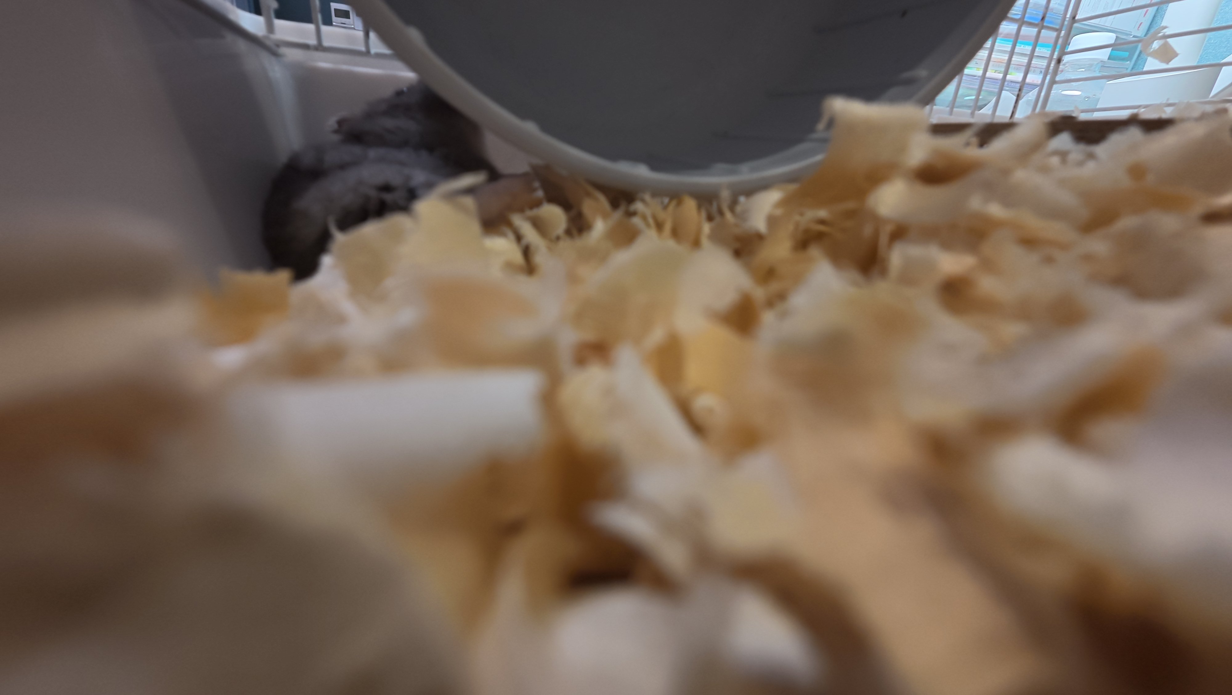 鼠条照片11