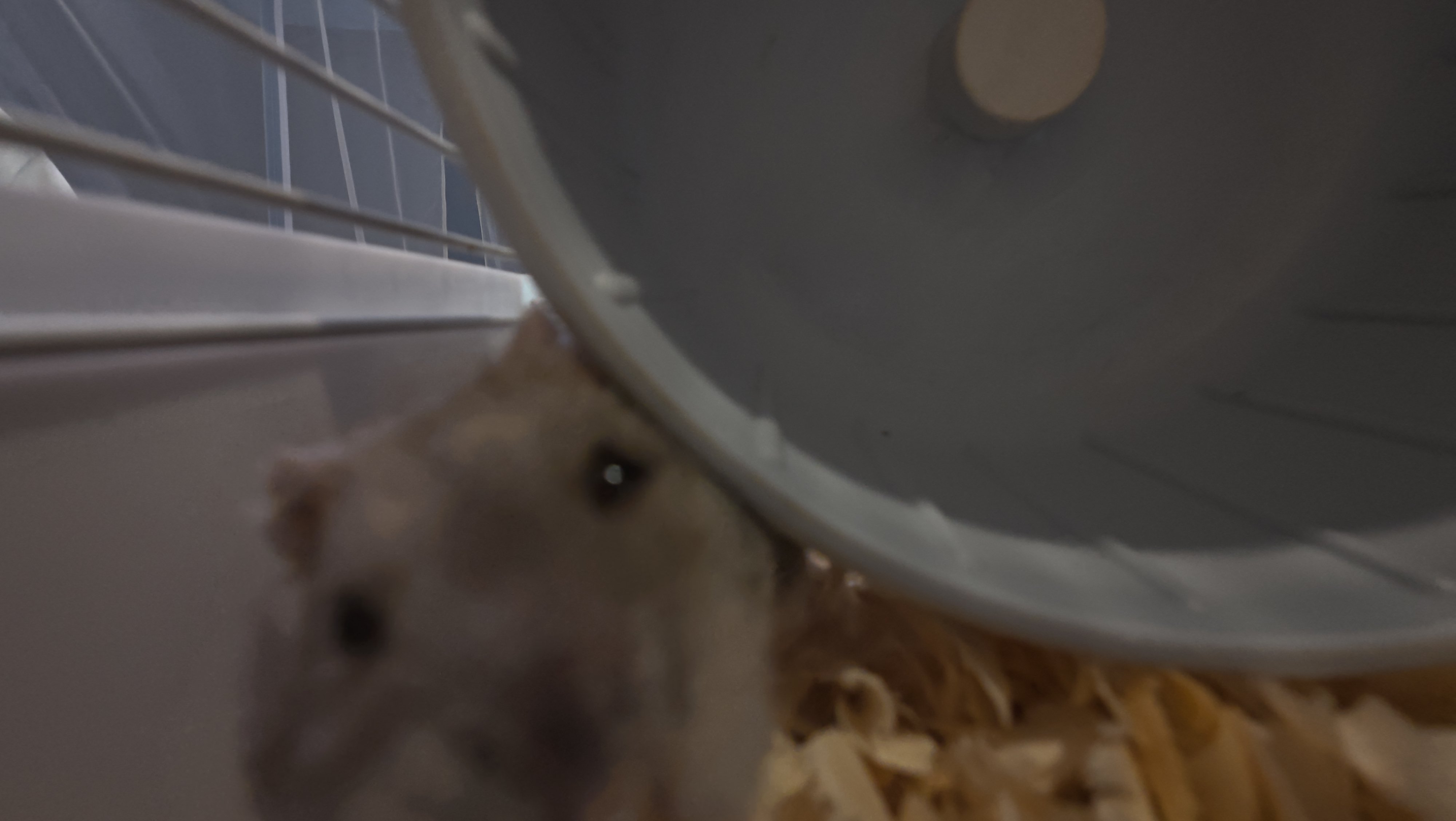 鼠条照片12