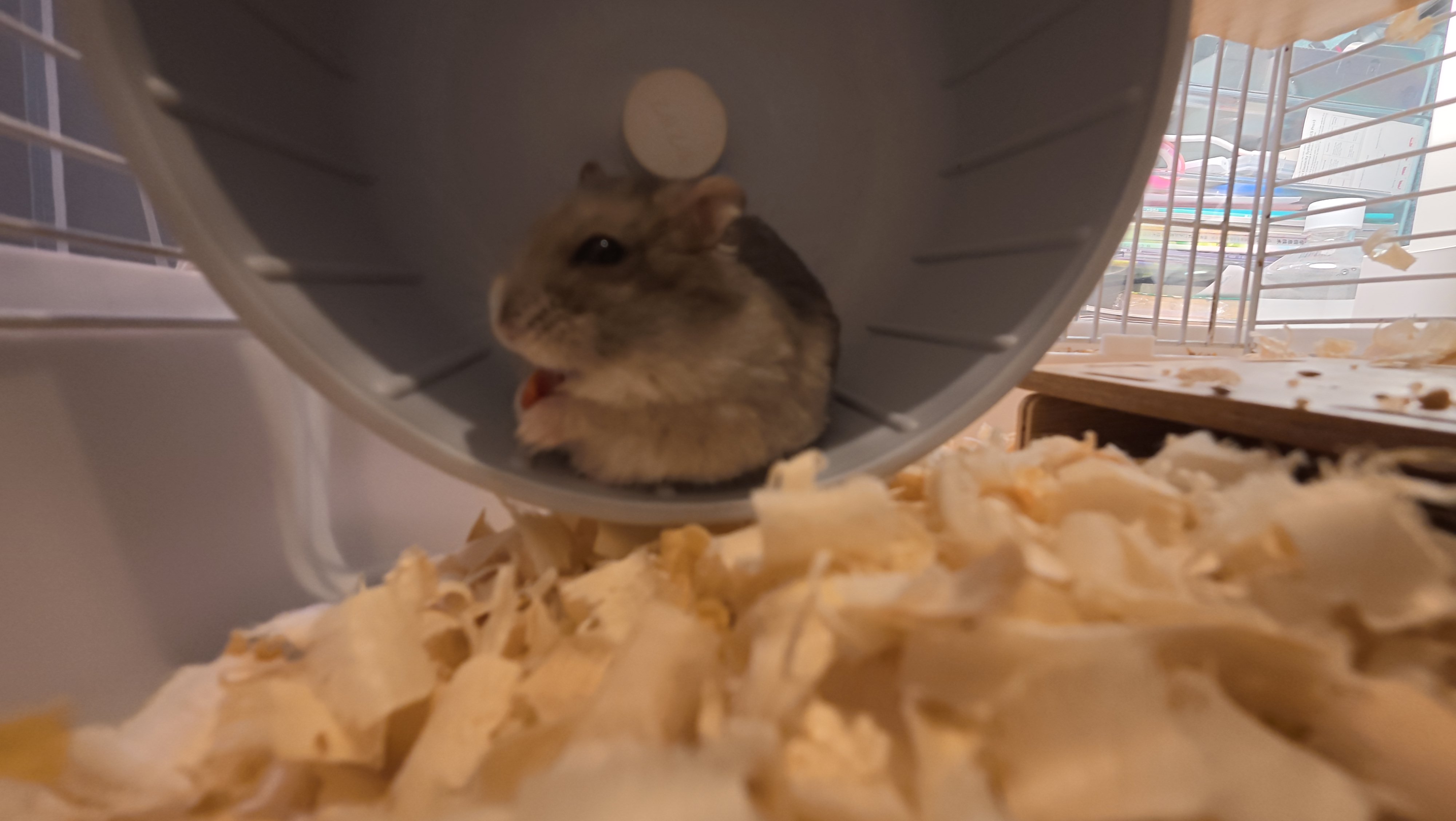鼠条照片14