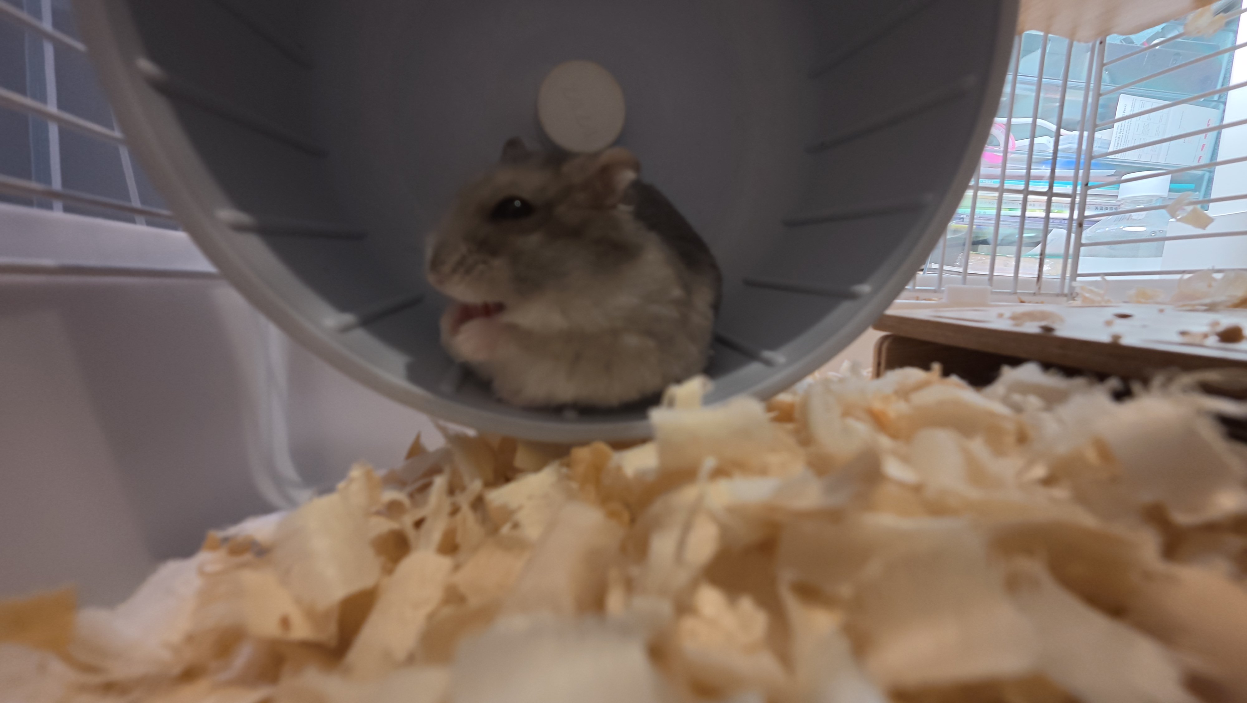 鼠条照片16