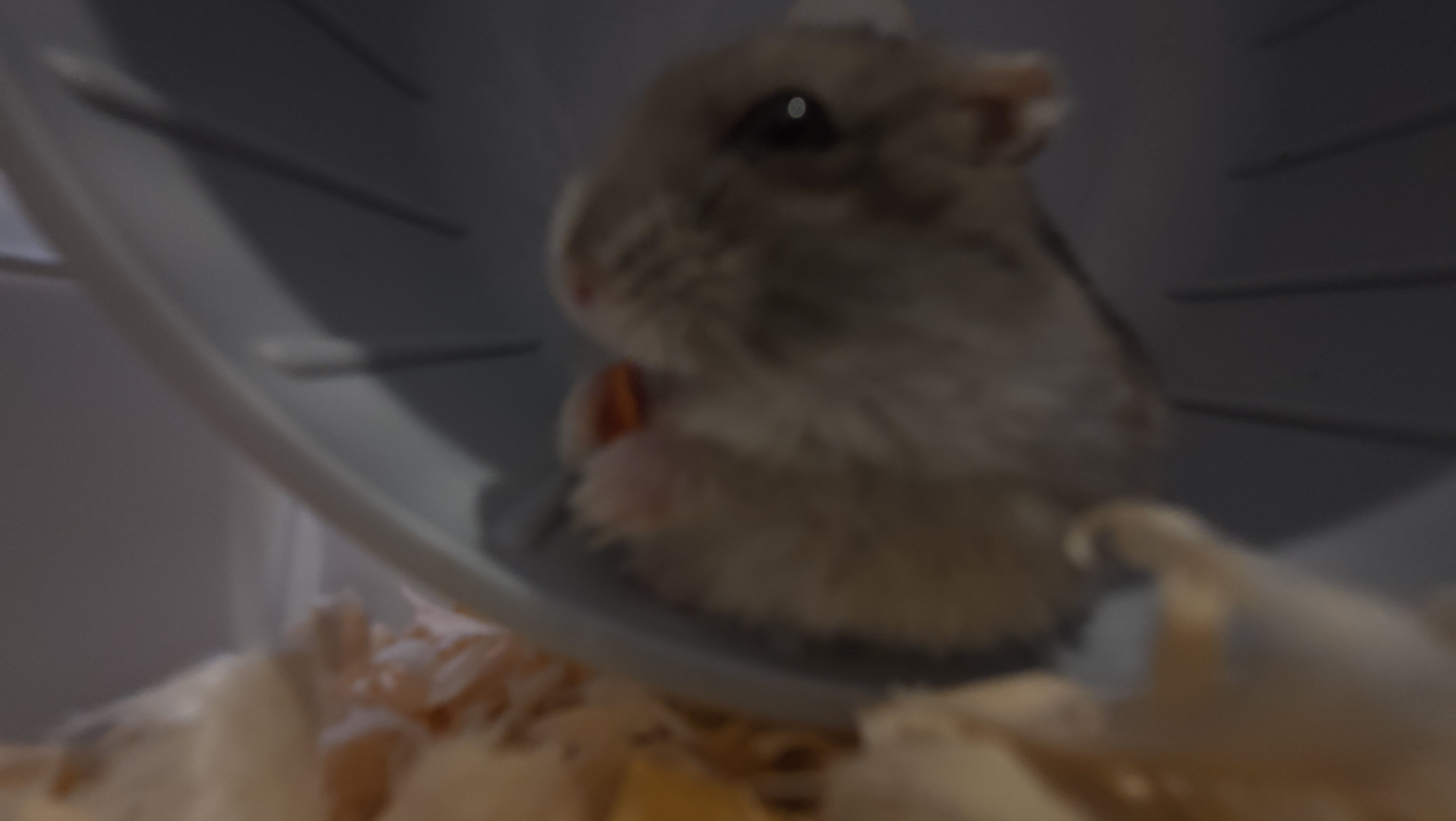 鼠条照片17