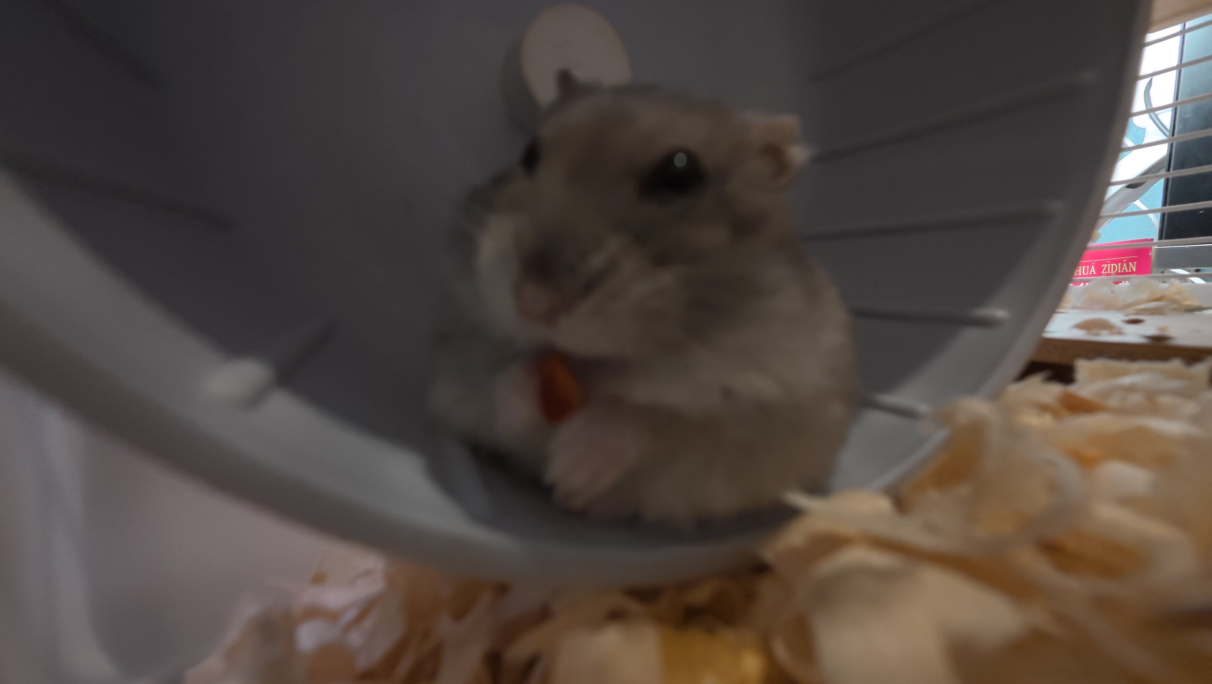 鼠条照片18