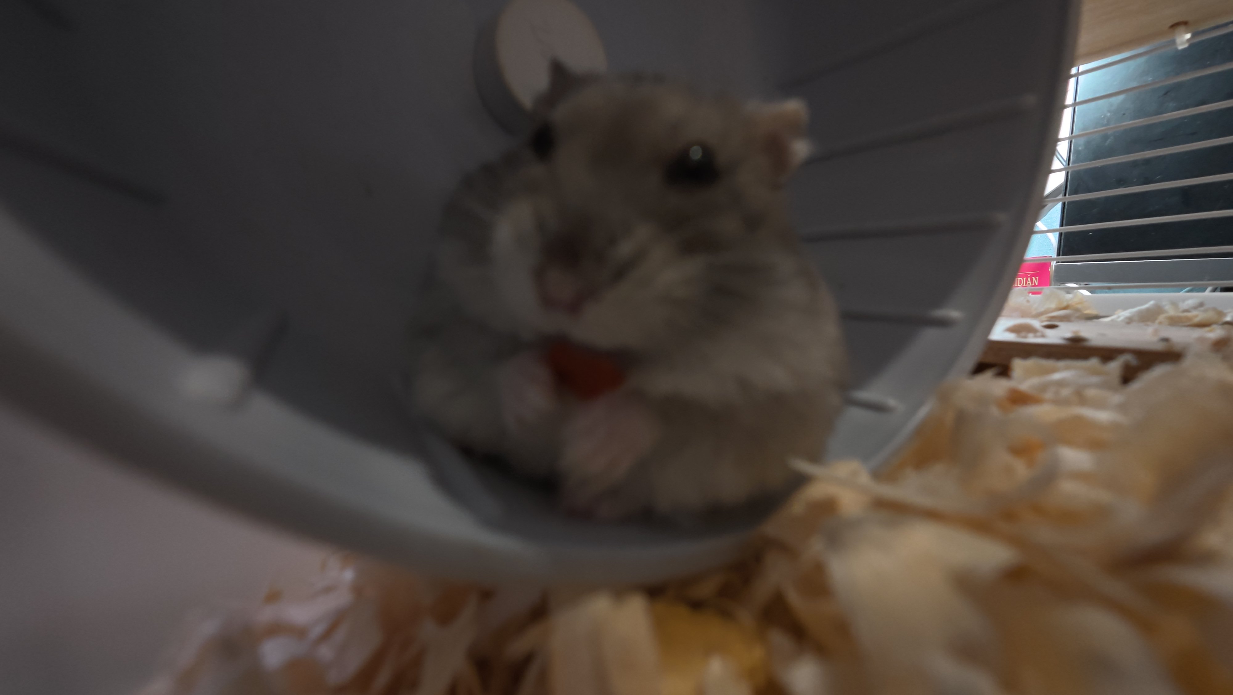 鼠条照片19