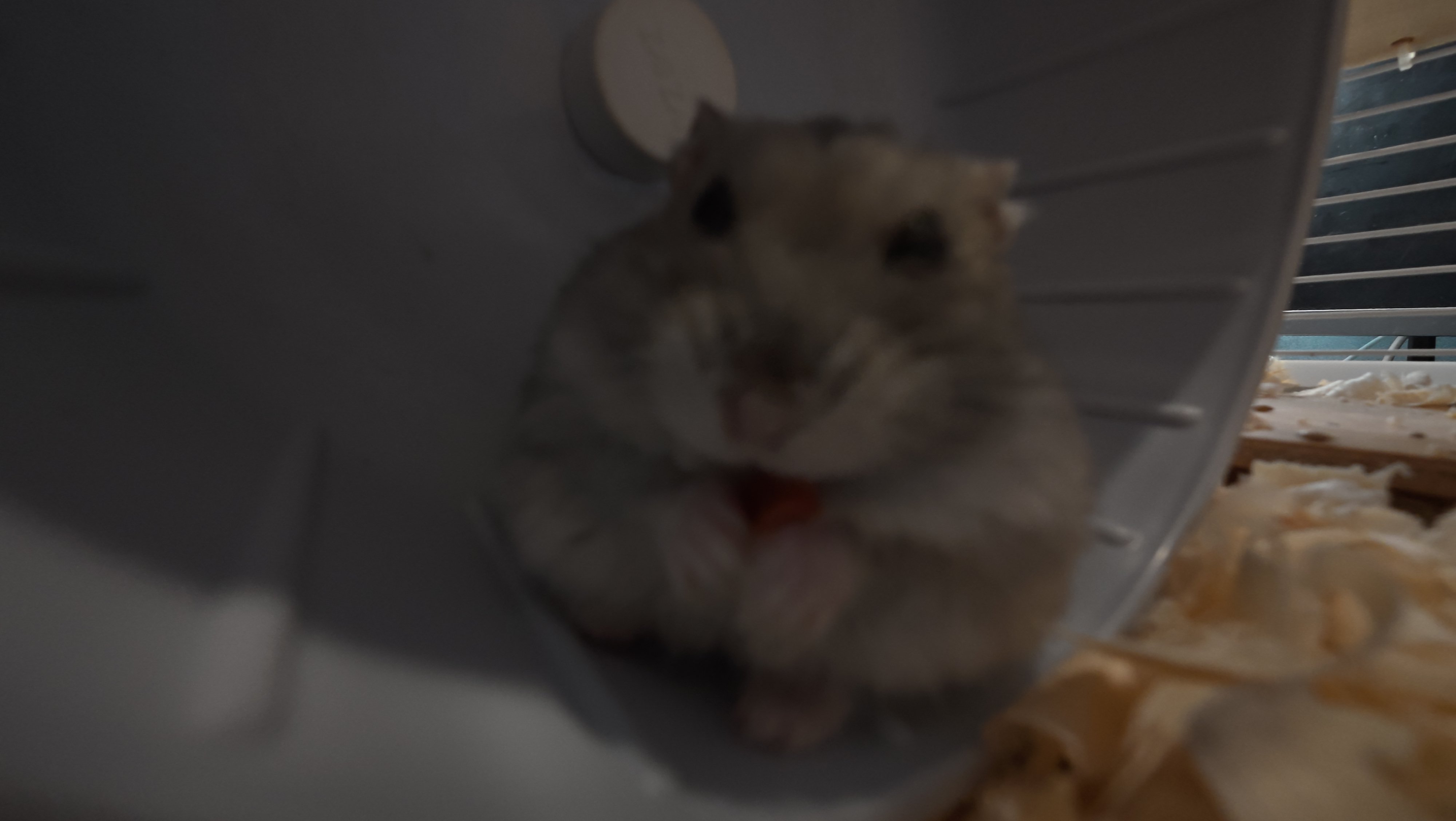 鼠条照片20