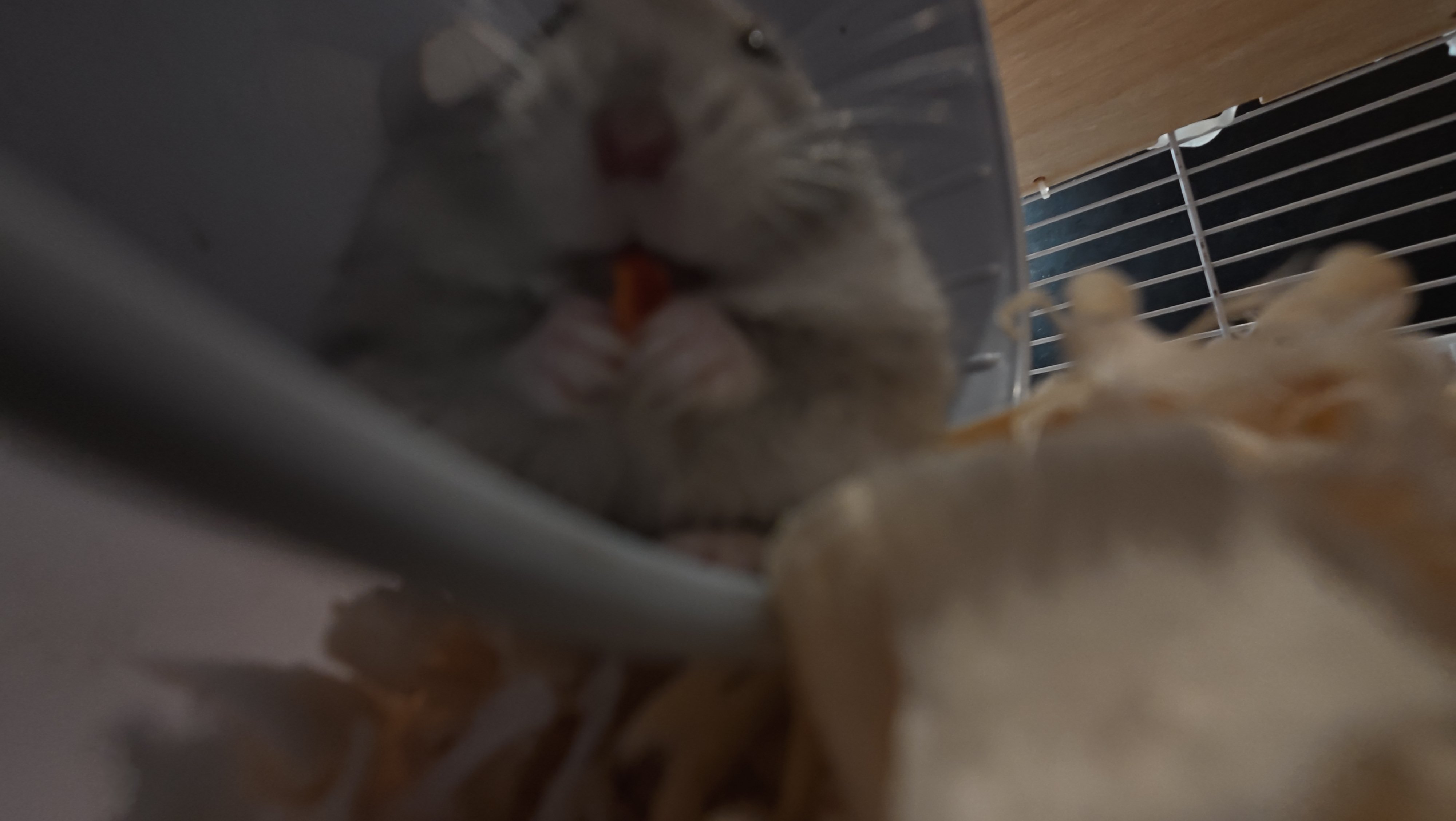 鼠条照片21