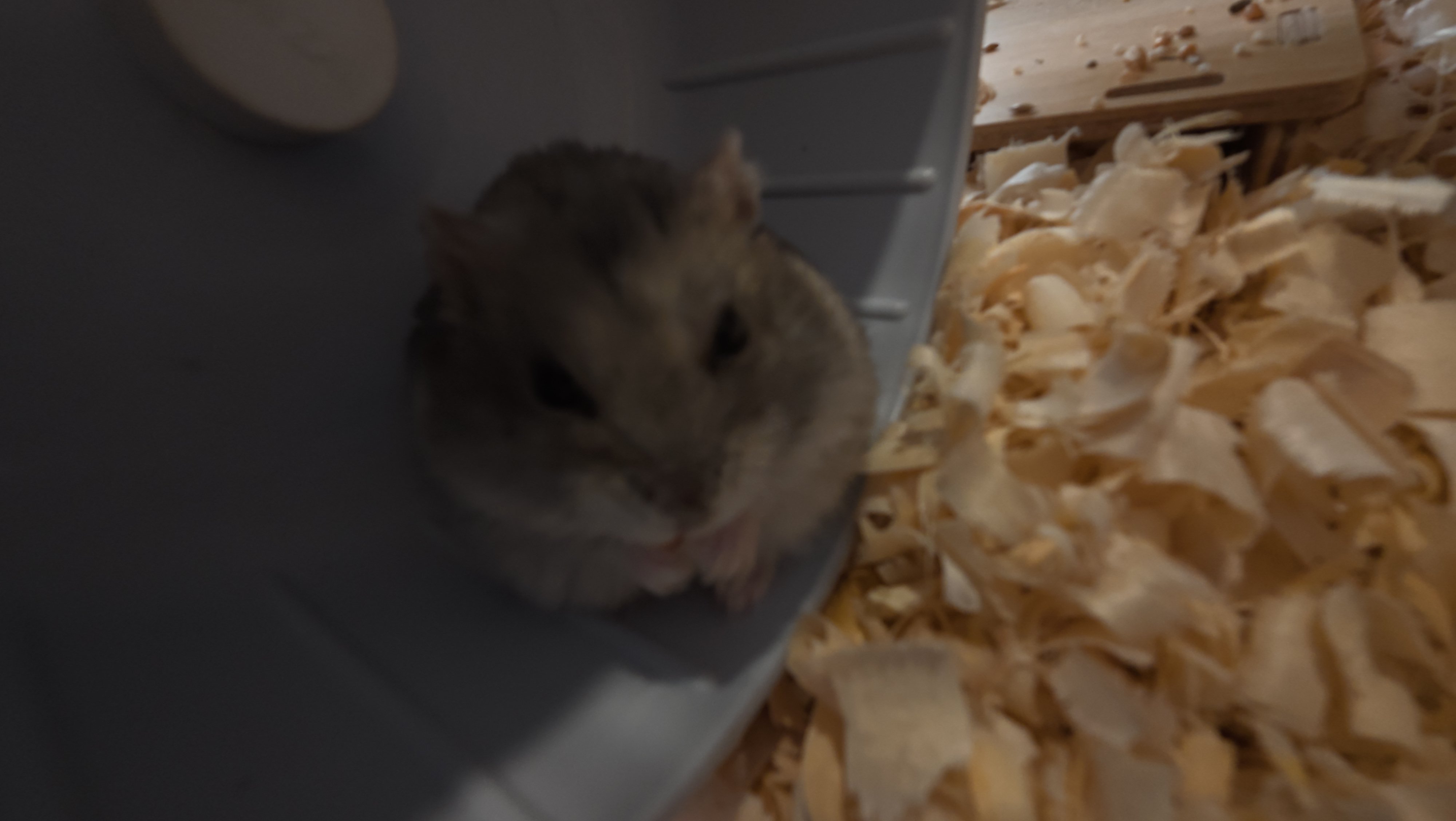 鼠条照片22
