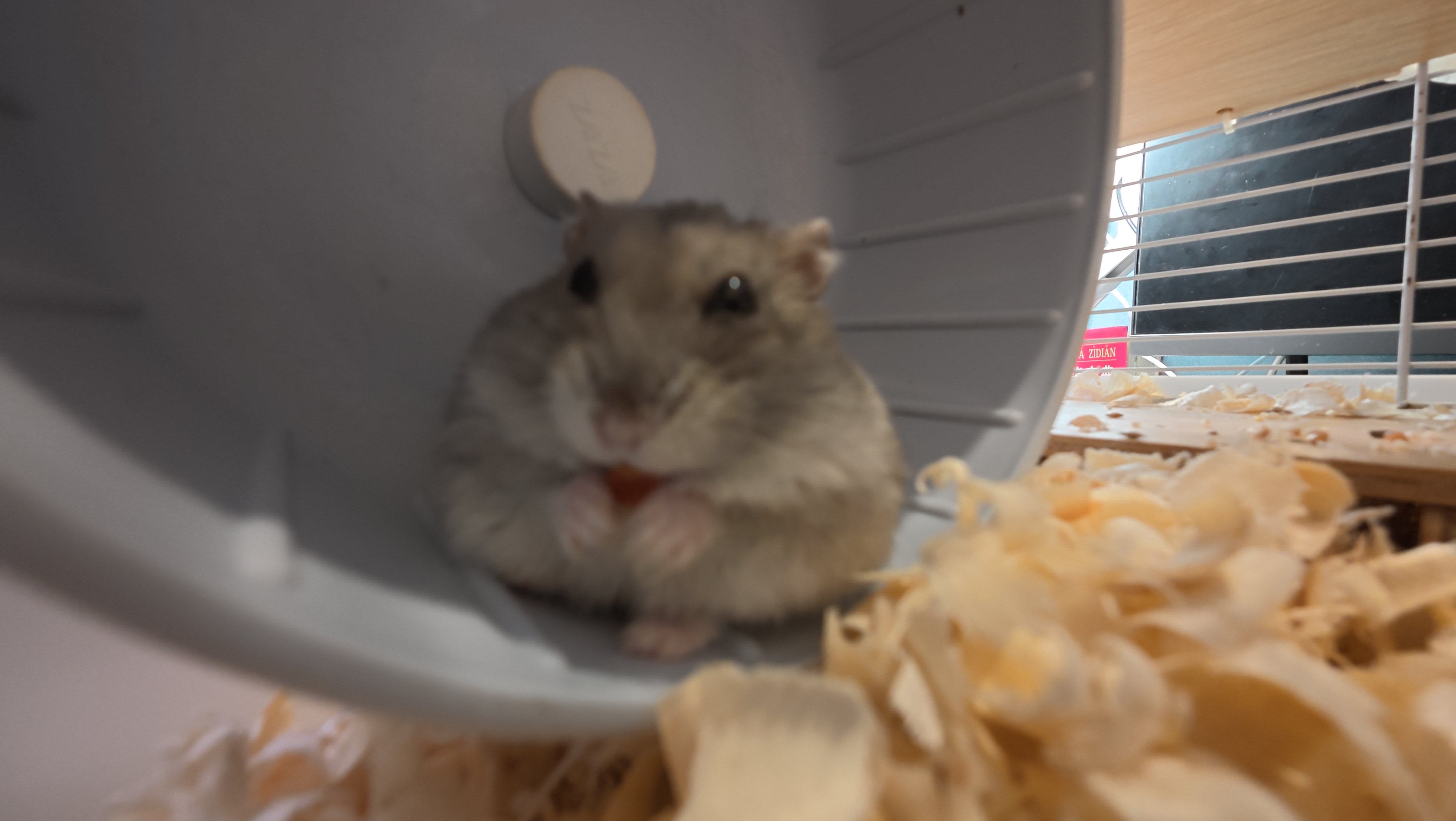 鼠条照片23