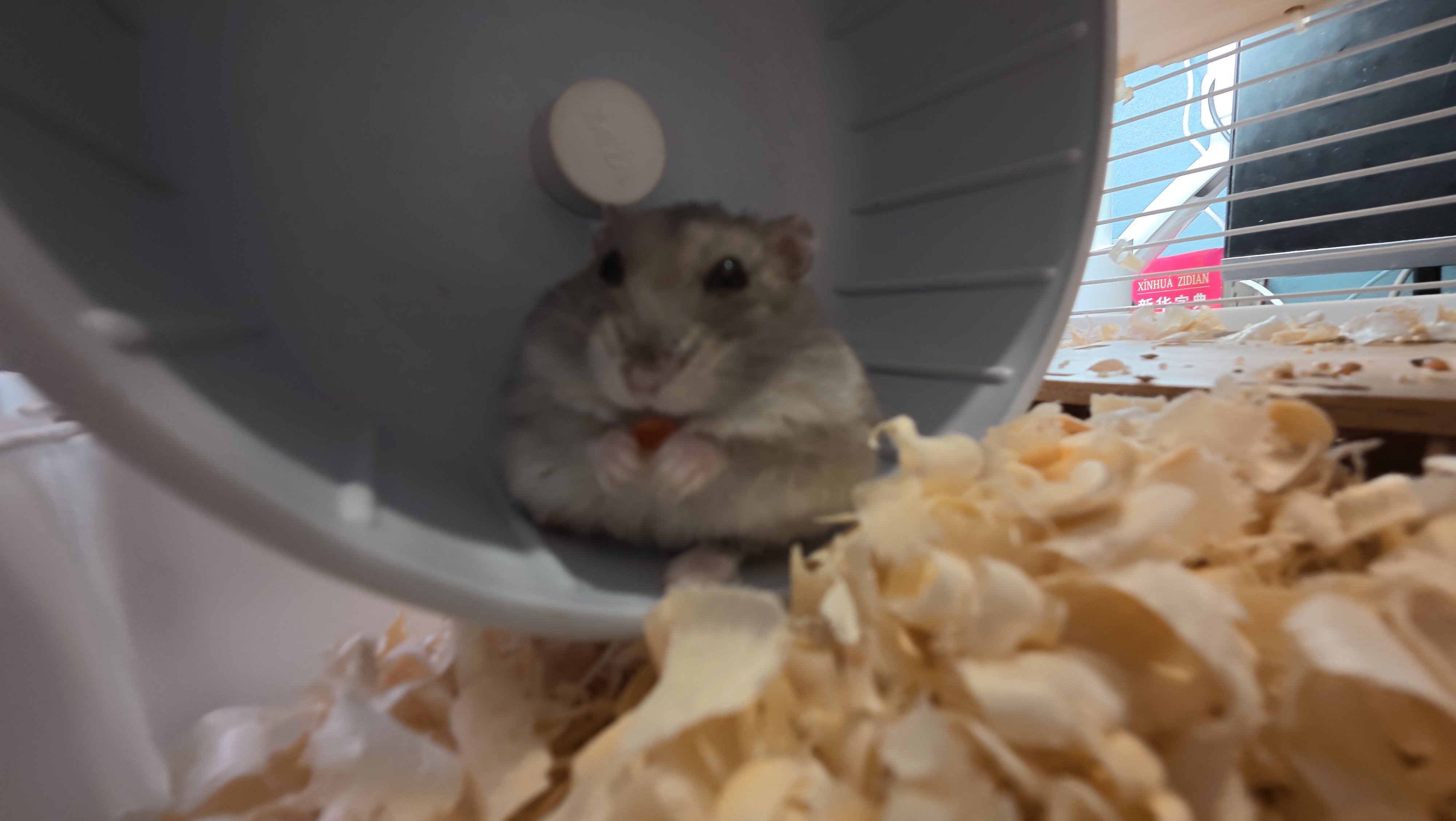 鼠条照片24