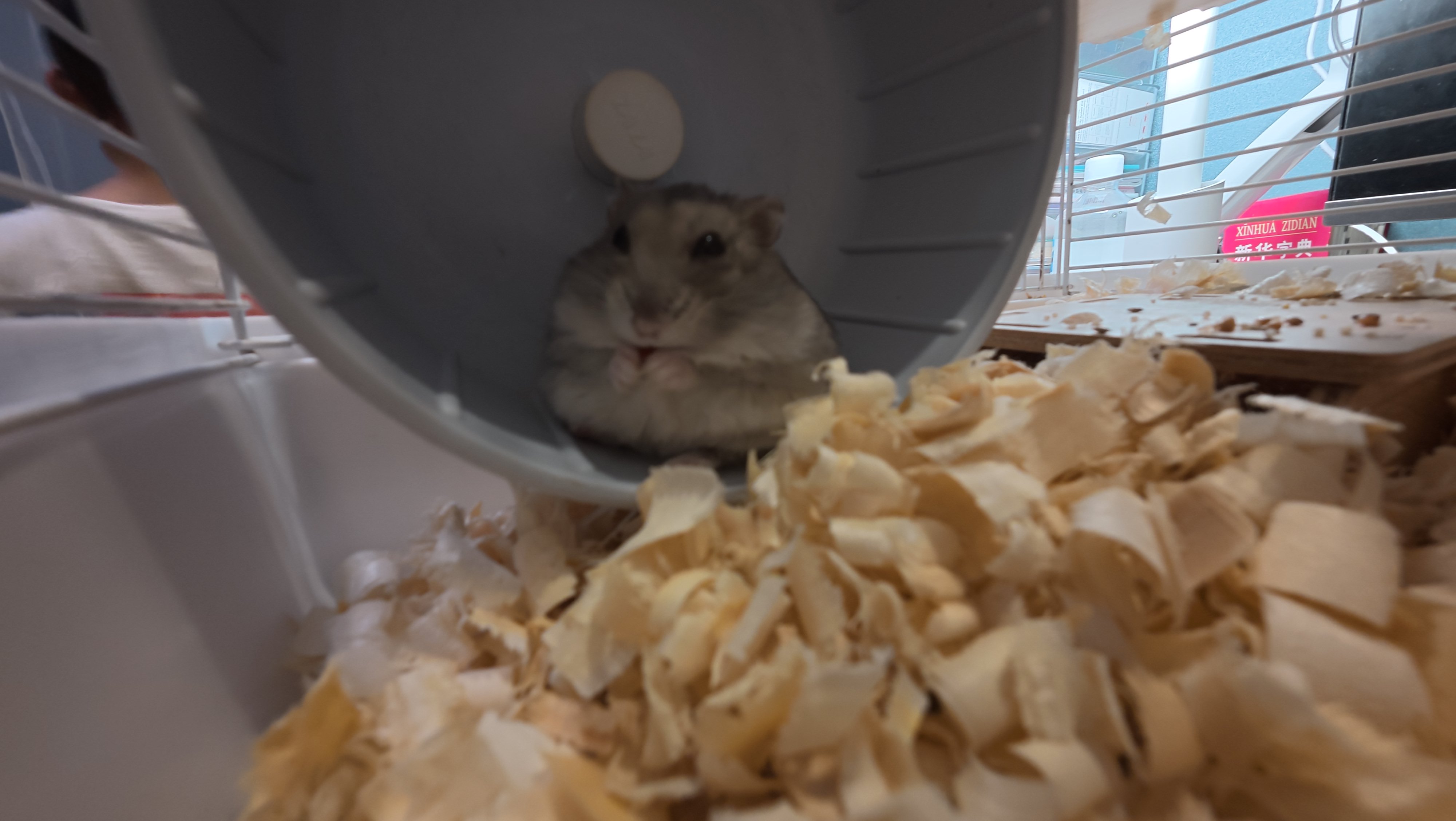 鼠条照片25