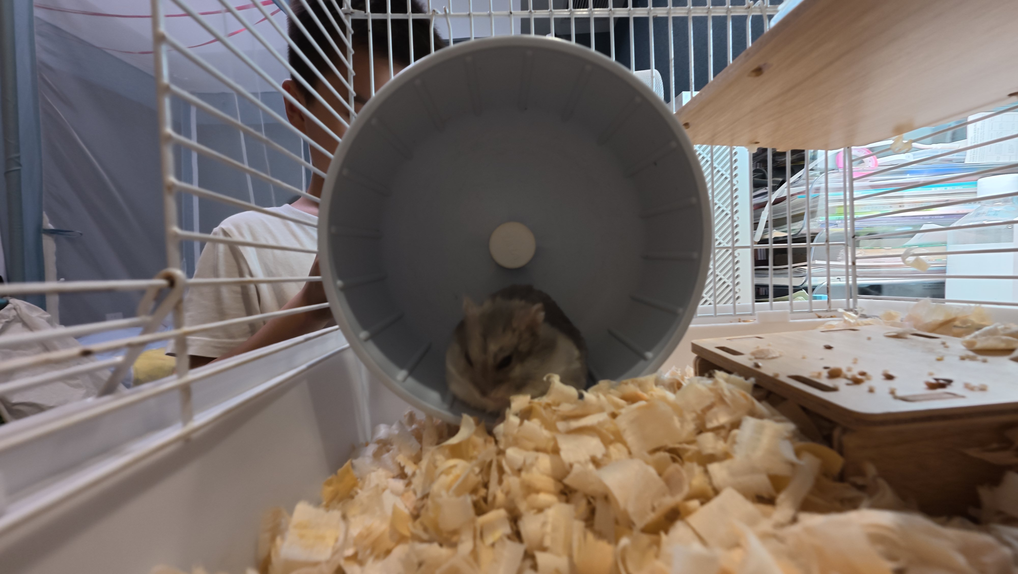 鼠条照片27