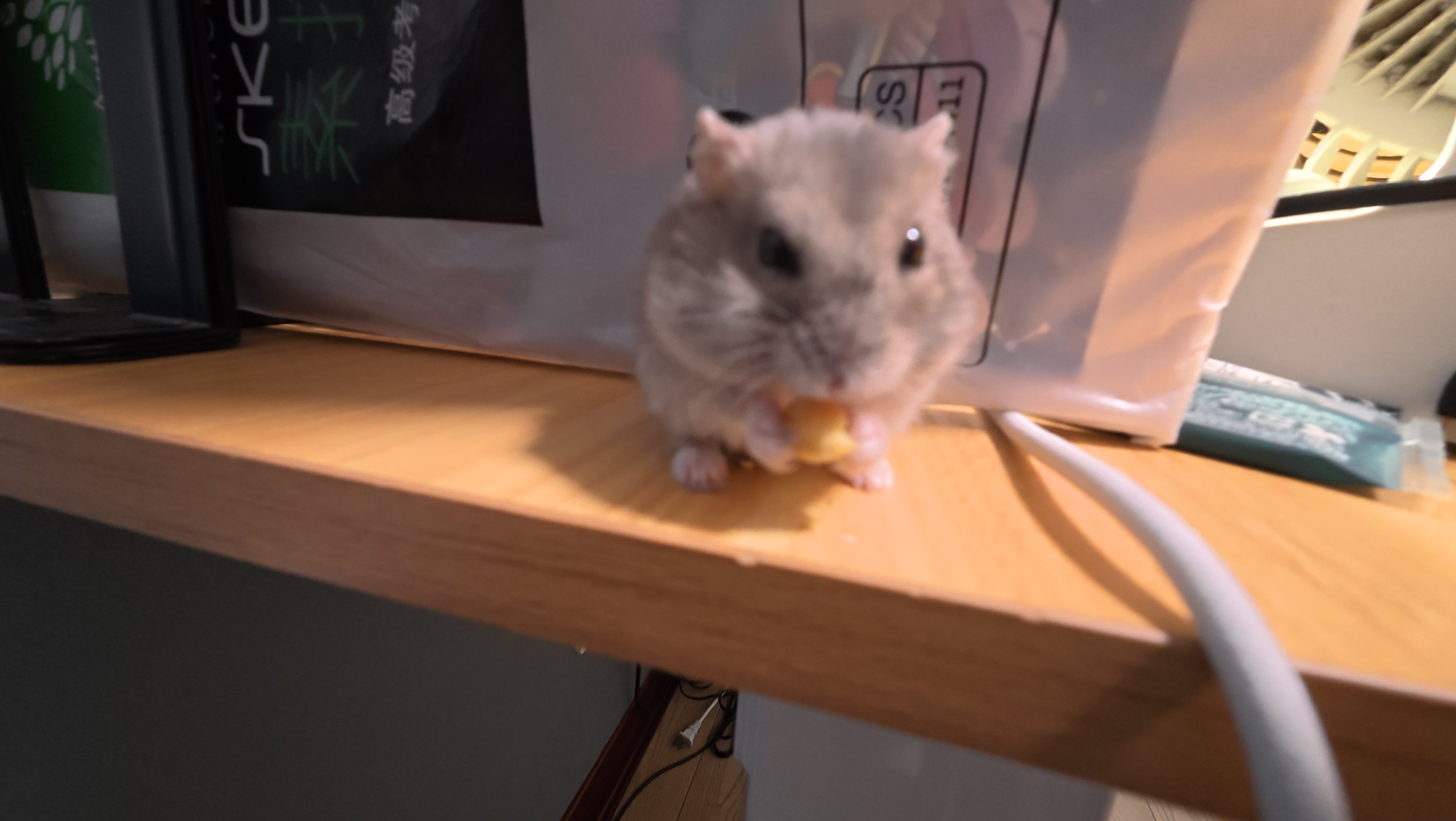 鼠条1