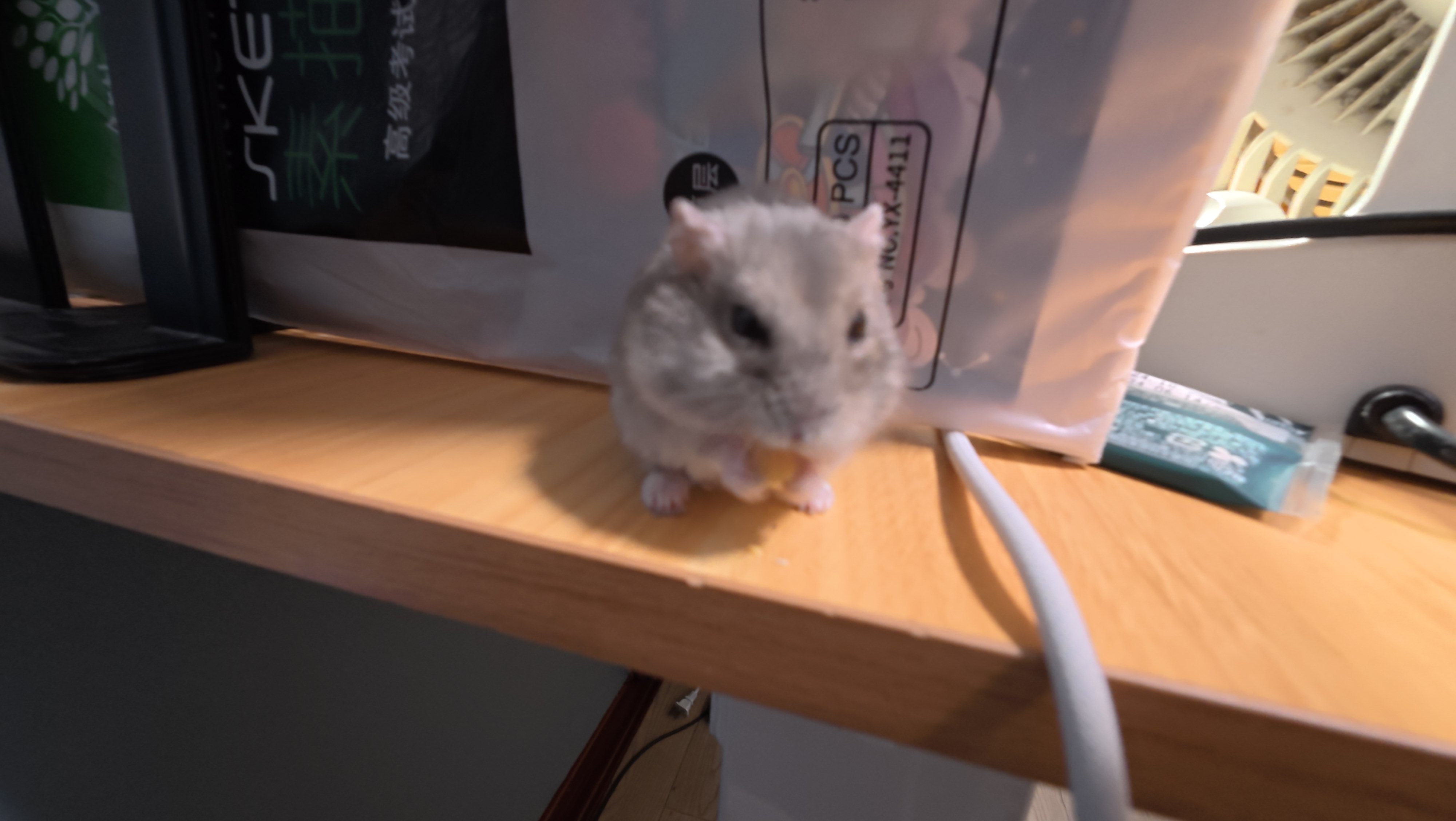 鼠条2